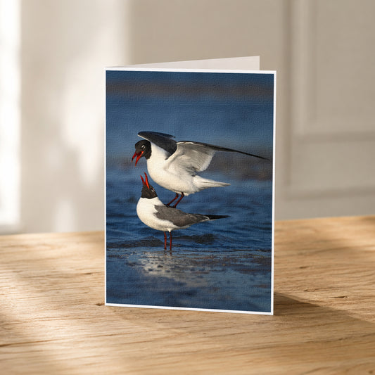 A greeting card featuring two seagulls standing on a wooden surface, with one seagull in flight and the other on the ground.