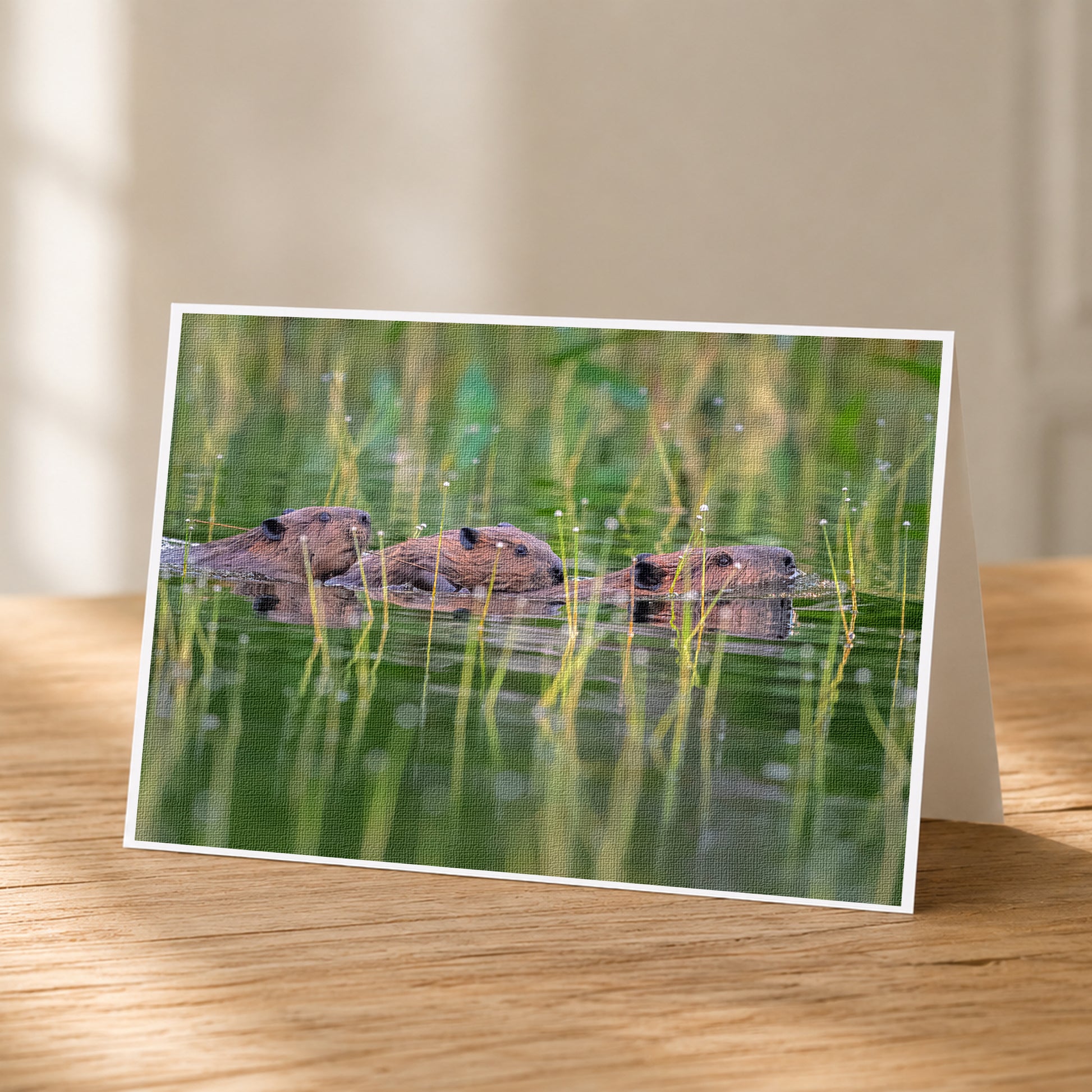 A greeting card featuring three beavers swimming in a body of water surrounded by tall grass.