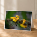 A yellow snake is perched on a branch, coiled and ready to strike.