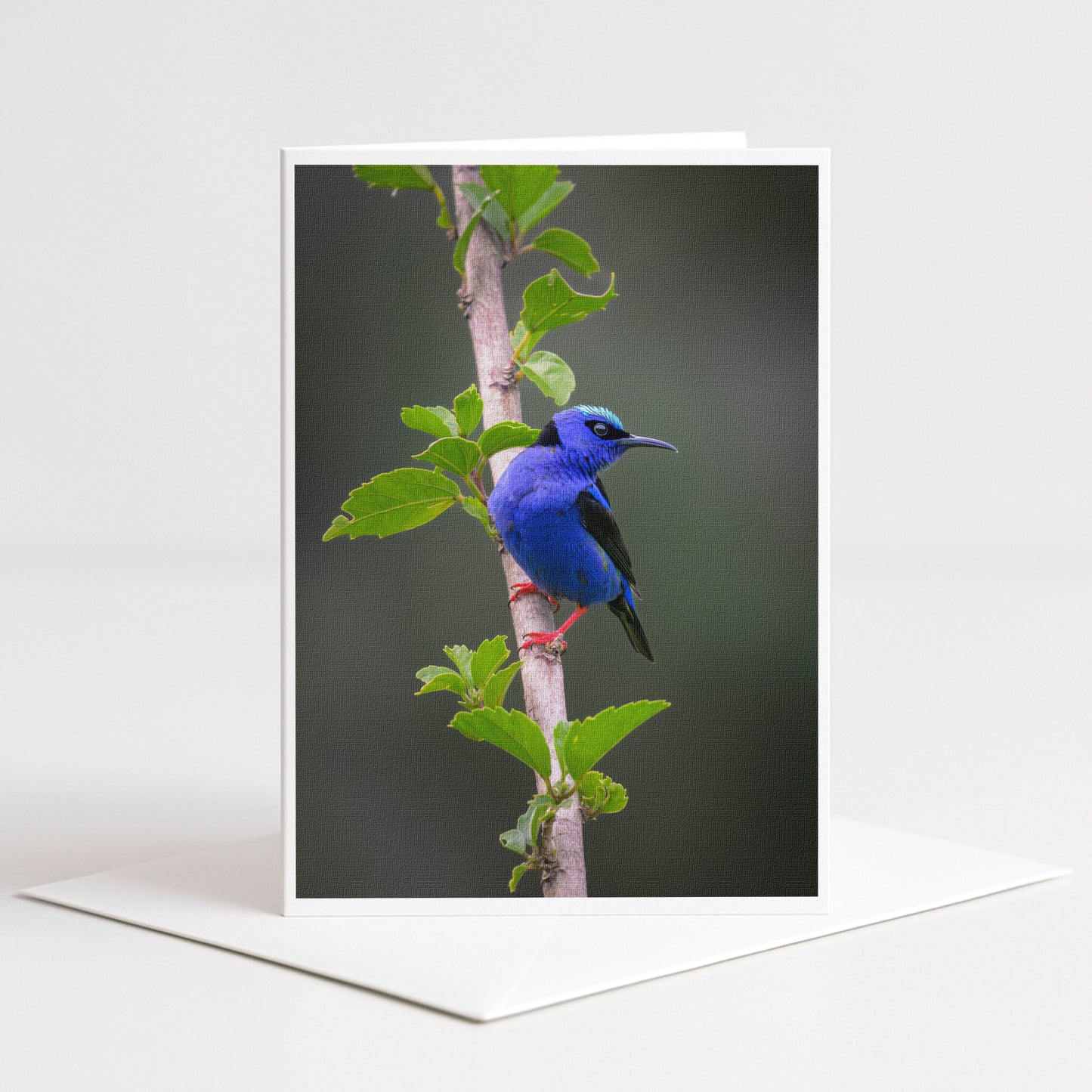 A vibrant blue bird perches on a branch, surrounded by lush green leaves.