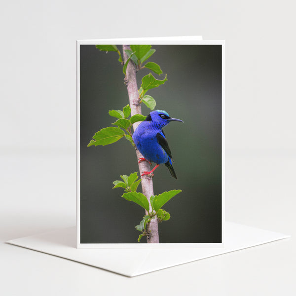 A vibrant blue bird perches on a branch, surrounded by lush green leaves.
