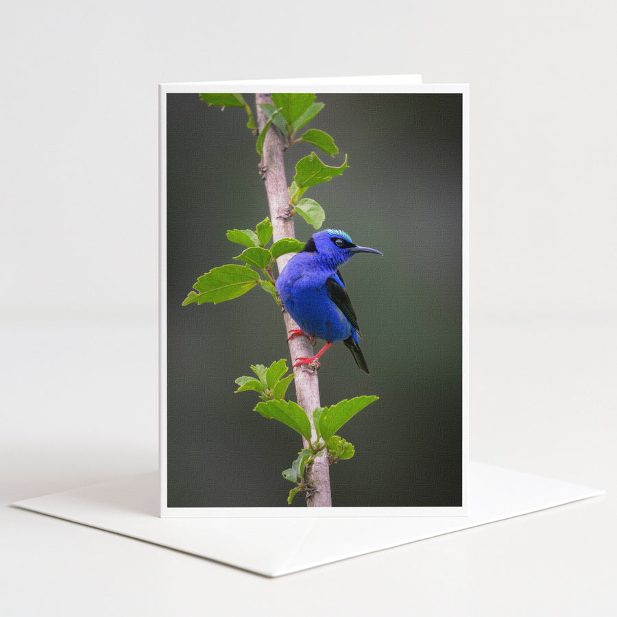A vibrant blue bird perches on a branch, surrounded by lush green leaves.