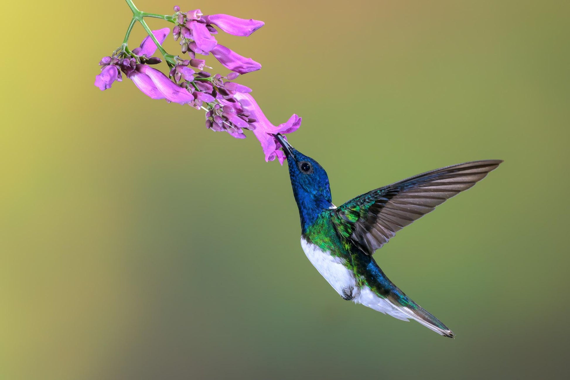 Male White-necked Jacobin hummingbird feeding from purple tropical flowers in Costa Rica, with a soft green rainforest background. Wings spread.