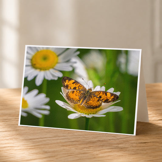 A card featuring a close-up of a butterfly resting on a white daisy flower.