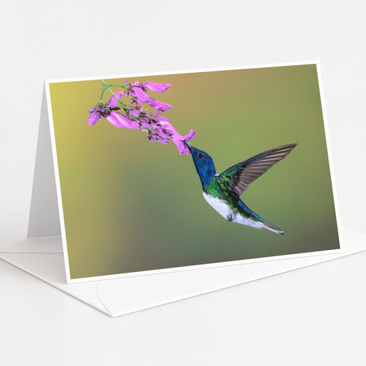 A colorful hummingbird hovers near a cluster of pink flowers, its wings spread wide as it feeds on the nectar.