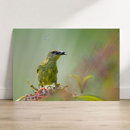 Juicy Fruit Red-legged Honeycreeper