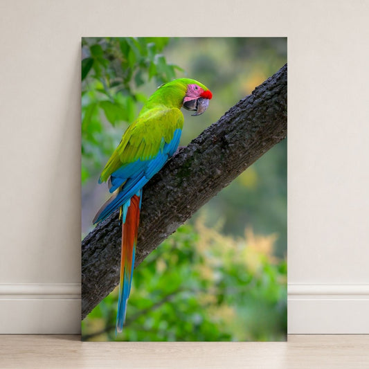 The Great Green Macaw
